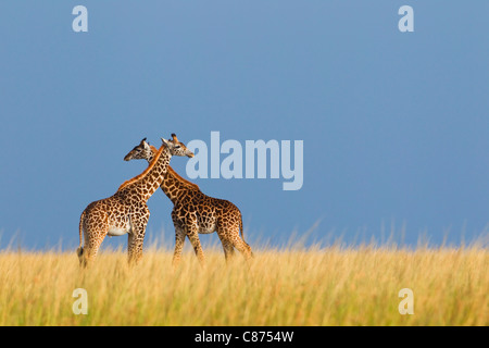 Masai Giraffes, Masai Mara National Reserve, Kenya Stock Photo