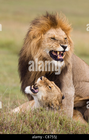 Mating Lions, Masai Mara National Reserve, Kenya Stock Photo