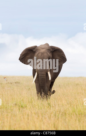 African Bush Elephant, Masai Mara National Reserve, Kenya Stock Photo