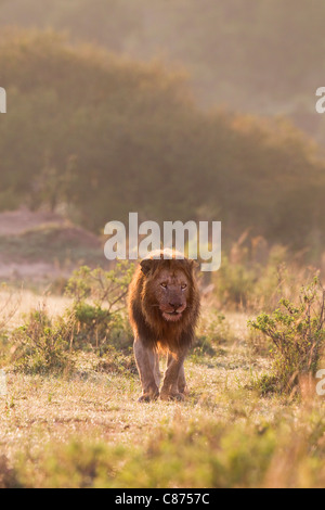 Male Lion, Masai Mara National Reserve, Kenya Stock Photo