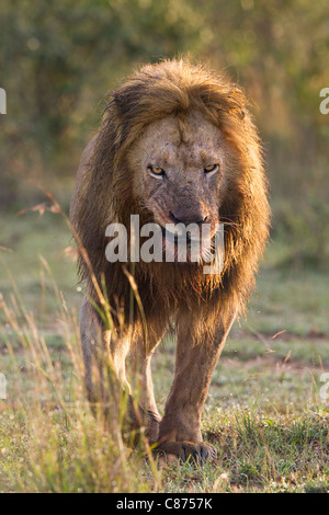 Male Lion, Masai Mara National Reserve, Kenya Stock Photo
