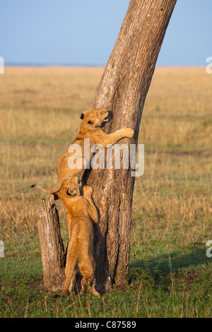 Lion Cubs Climbing Tree, Masai Mara National Reserve, Kenya Stock Photo