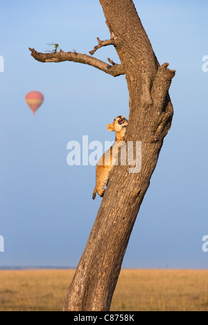 Lion Cub Climbing Tree, Masai Mara National Reserve, Kenya Stock Photo