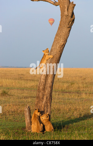 Lion Cubs Climbing Tree, Masai Mara National Reserve, Kenya Stock Photo
