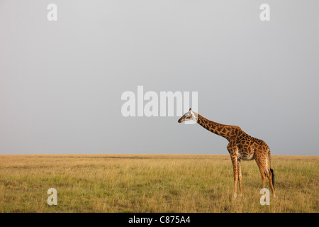 Masai Giraffe, Masai Mara National Reserve, Kenya Stock Photo