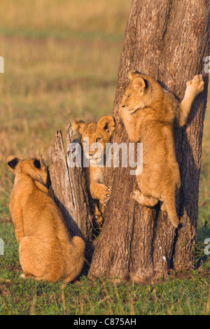 Lion Cubs at Tree Trunk, Masai Mara National Reserve, Kenya Stock Photo
