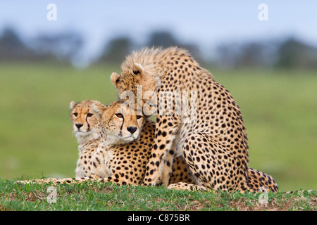 Cheetah with Young, Masai Mara National Reserve, Kenya Stock Photo