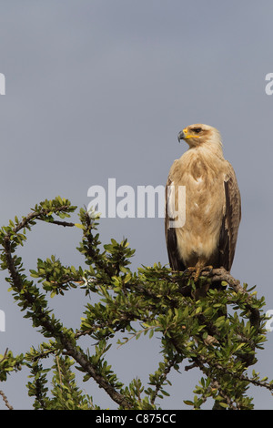 Tawny Eagle, Masai Mara National Reserve, Kenya Stock Photo