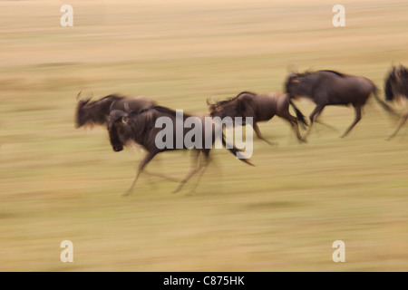 Blue Wildebeests Running, Masai Mara National Reserve, Kenya Stock Photo