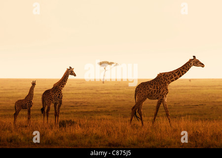 Masai Giraffes, Masai Mara National Reserve, Kenya Stock Photo