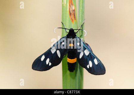 Austria, Wachau, Close up of Nine-spotted moth on stem Stock Photo