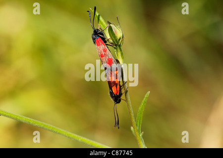 Austria, Wachau, Close up of Six-spot Burnet mating on stem Stock Photo