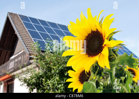 Germany, Cologne,  Sunflowers in front of house with solar panels Stock Photo