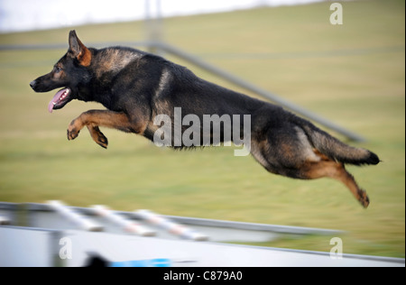 A German Shepherd jumps hurdles on an obstacle course at a dog training centre which specialises in personal protection and secu Stock Photo