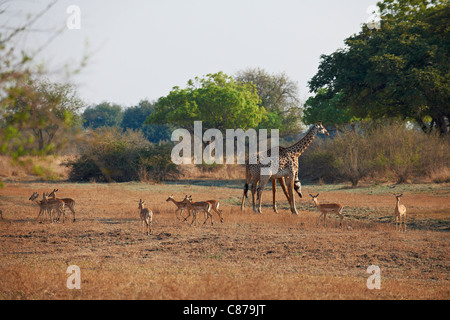 Thornicroft Giraffe and Impalas, Giraffa camelopardalis thornicrofti, South Luangwa National Park, Zambia, Africa Stock Photo