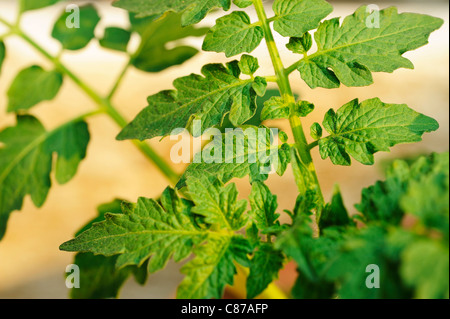 tomato leaf Stock Photo