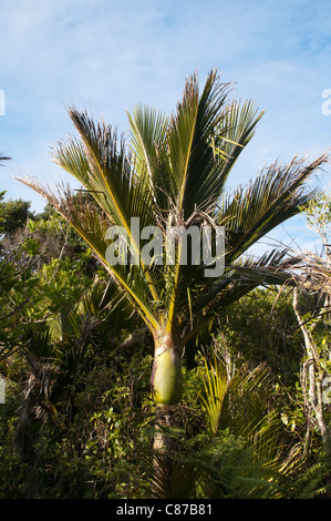 The Nikau palm is endemic to New Zealand and is the world's southernmost palm tree.  Die Nikau-Palme ist endemisch in Neuseeland Stock Photo