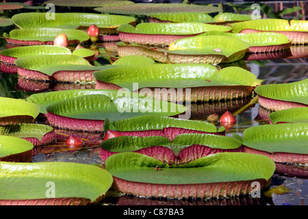 Victoria is a genus of water lilies, with very large green leaves that float on the water's surface. Stock Photo