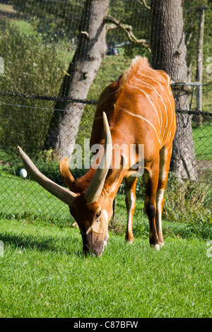 Eland (Taurotragus oryx) in the Longleat Safari Park, England Stock Photo