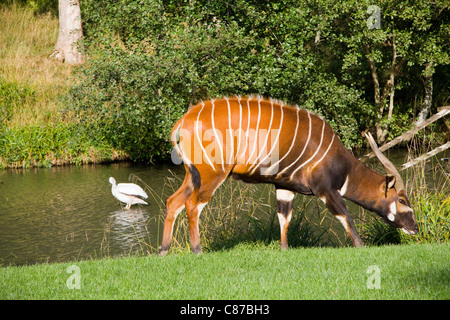 Eland (Taurotragus oryx) in the Longleat Safari Park, England Stock Photo