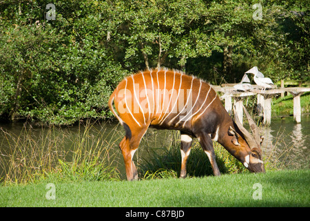 Eland (Taurotragus oryx) in the Longleat Safari Park, England Stock Photo