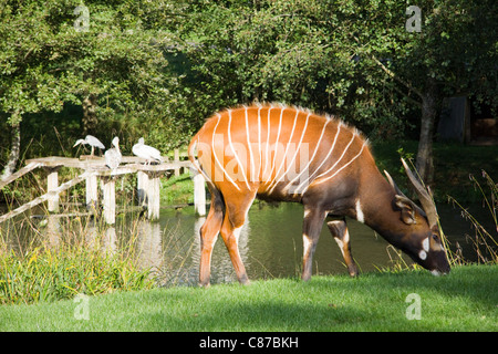 Eland (Taurotragus oryx) in the Longleat Safari Park, England Stock Photo