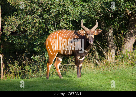 Eland (Taurotragus oryx) in the Longleat Safari Park, England Stock Photo