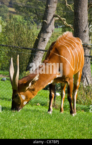 Eland (Taurotragus oryx) in the Longleat Safari Park, England Stock Photo