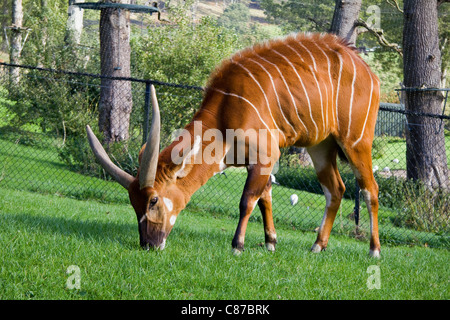 Eland (Taurotragus oryx) in the Longleat Safari Park, England Stock Photo