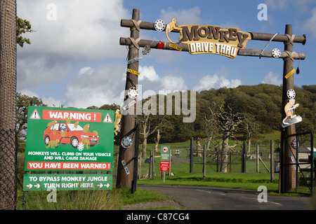 'Monkey Drive Thru'  Longleat Safari Park Wiltshire UK Stock Photo