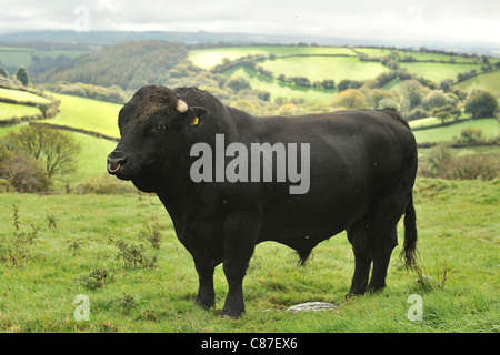 welsh black bull on scenic hill Stock Photo