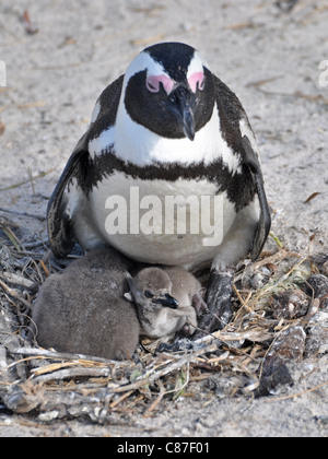 African penguin Stock Photo