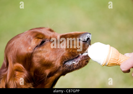 Irish setter eating ice cream Stock Photo