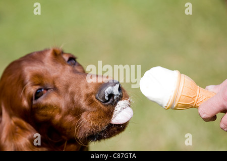 Irish setter eating ice cream Stock Photo