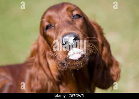 Irish setter eating ice cream Stock Photo