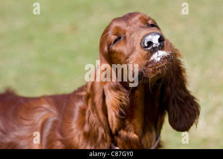 Irish setter eating ice cream Stock Photo