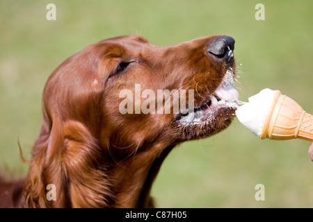 Irish setter eating ice cream Stock Photo