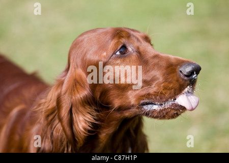 Irish setter eating ice cream Stock Photo