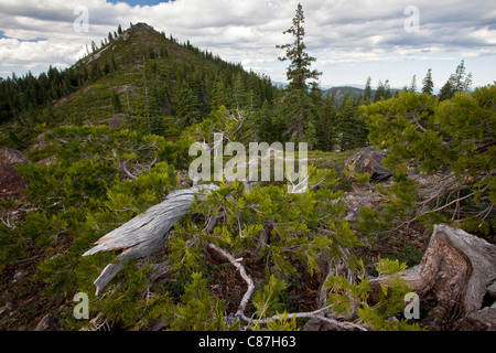 Ancient dwarfed high-altitude California Incense-cedar Calocedrus decurrens, = Libocedrus decurrens above Lake Shasta California Stock Photo