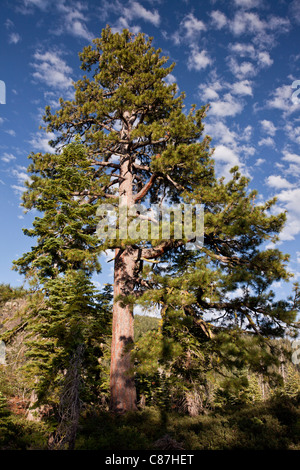 Old Jeffrey Pine, Pinus jeffreyi at high altitude in the Sierra Nevada, Cailfornia, USA Stock Photo