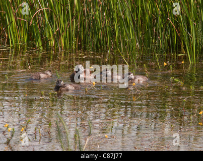 Ruddy Duck, Oxyura jamaicensis, female and young swimming. California. Stock Photo