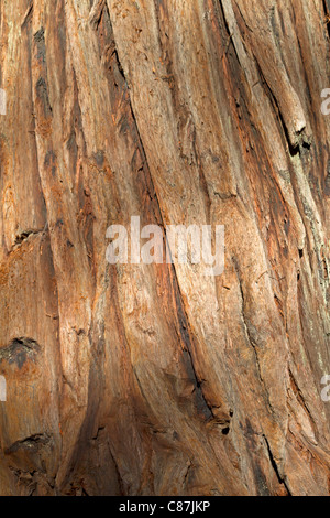 Bark of Redwood trees at a State Park, California USA Stock Photo
