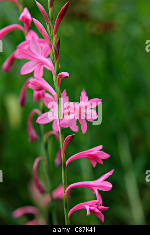 Watsonia 'Tresco Dwarf Pink' Stock Photo