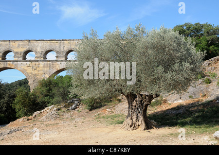 Old olive tree Ancient Roman aqueduct bridge called Pont du Gard over Gard River near Remoulins, Gard departement in France Stock Photo