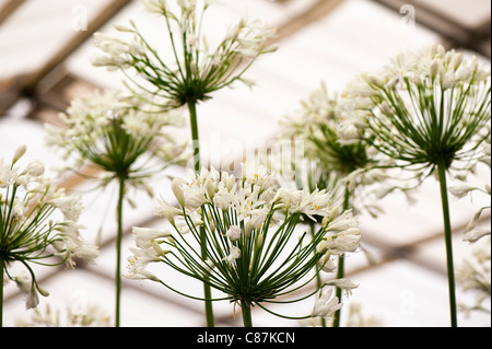 Agapanthus ‘White Heaven’, African Lily, in flower Stock Photo