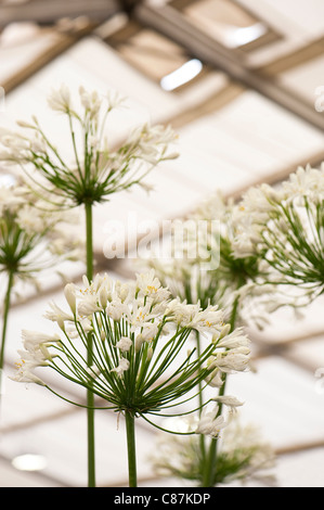 Agapanthus ‘White Heaven’, African Lily, in flower Stock Photo