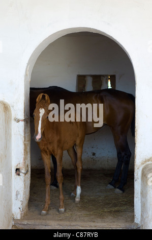 Marwar horses in stables at Rohet Garh fortress palace heritage hotel in Rohet in Rajasthan, Northern India Stock Photo