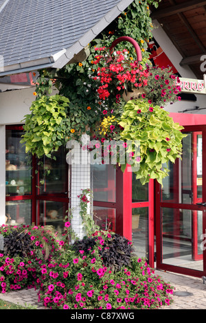 Ipomoea batatas 'Light Green' Thunbergia alata, trailing Petunias, Bidens and Begonias in summer displays Stock Photo