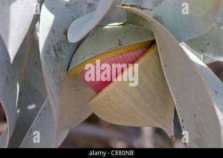 Western Australian Eucalyptus macrocarpa flower bud opening Stock Photo