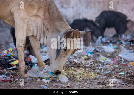 Cow eating plastic bag rubbish in Narlai village in Rajasthan, Northern India Stock Photo